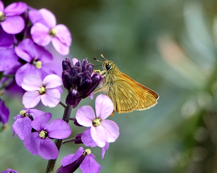 large skipper